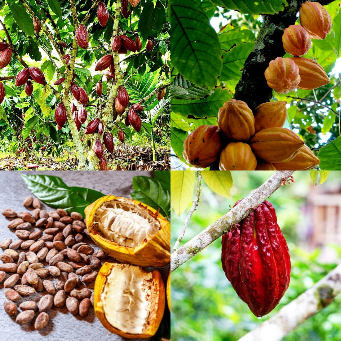 Variedades de Cacao en Perú: El País con la Mayor Biodiversidad Cacaotera del Mundo