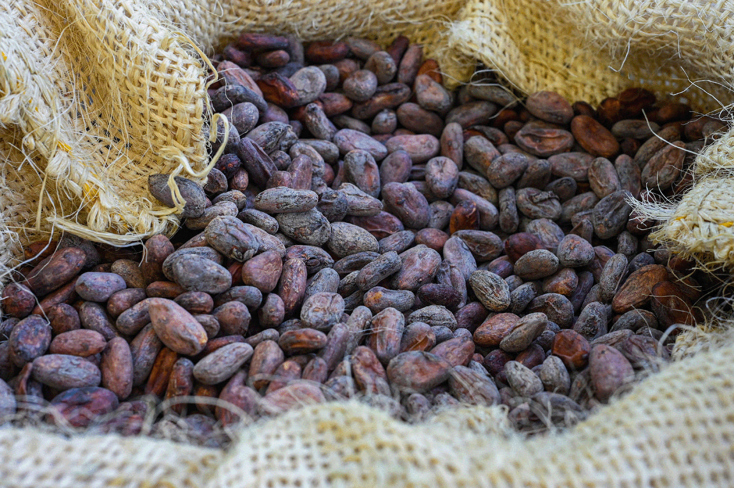 Granos de cacao